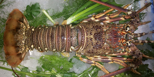 LOBSTER WHOLE COOKED