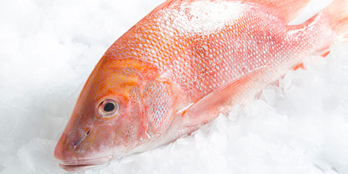 Emperor Fish